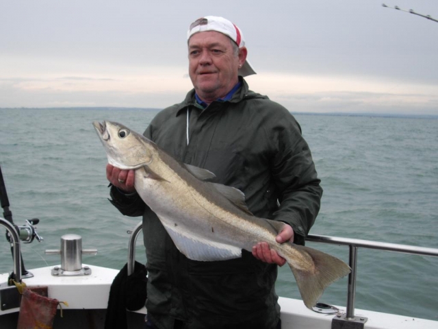 13lb Pollack